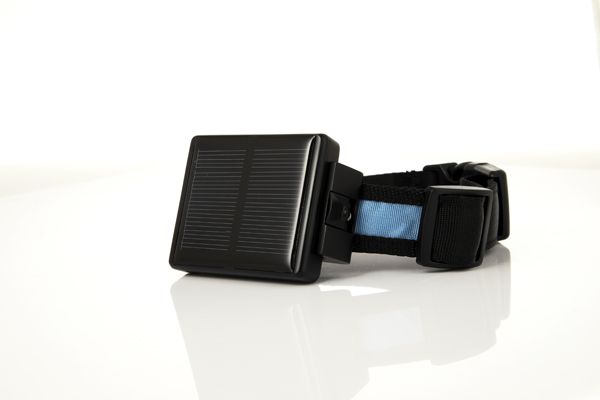 牛群放养容易走丢 太阳能GPS定位跟踪器解忧