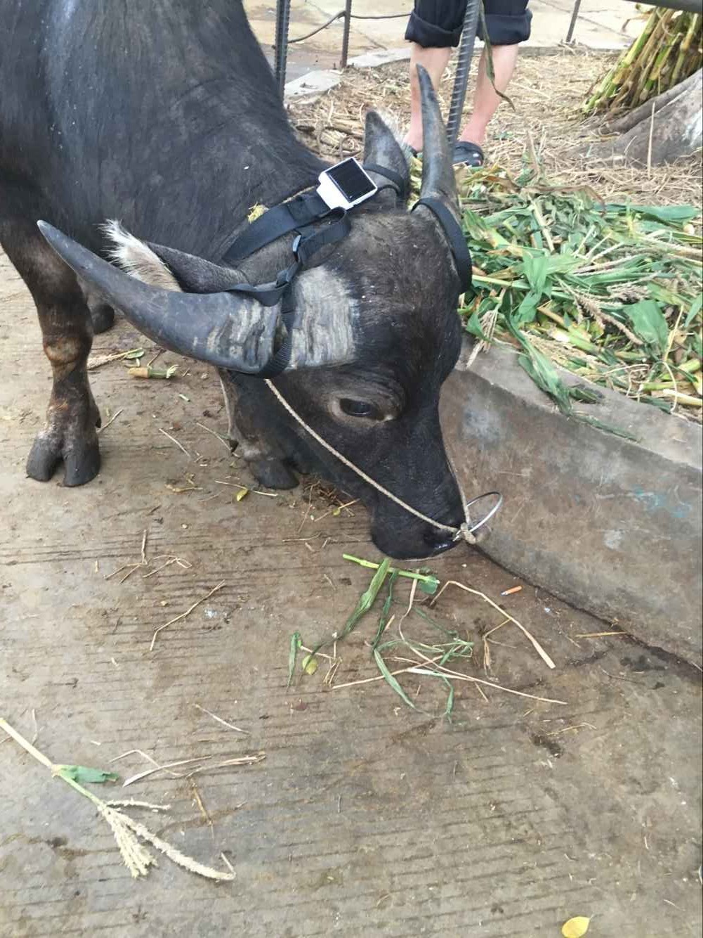 锐峰汇智太阳能GPS定位系统养牛有哪些好处