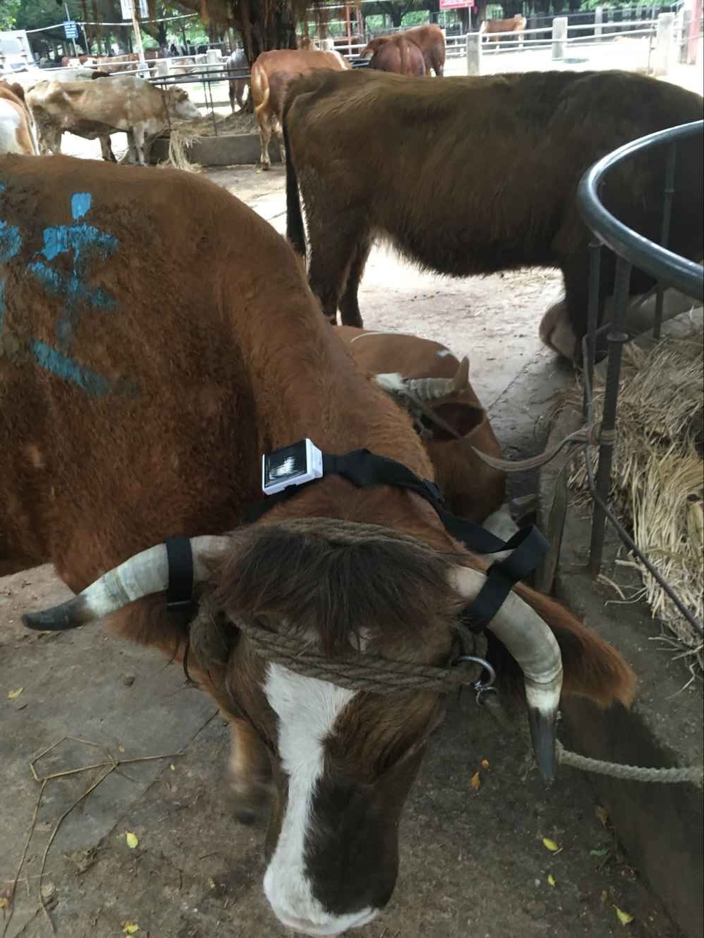 GPS定位系统能帮助养殖业节约成本