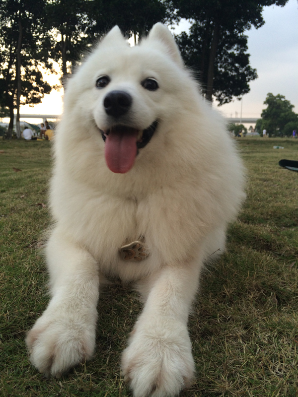 有了爱卫士宠物GPS定位器 跟寻狗启事说拜拜